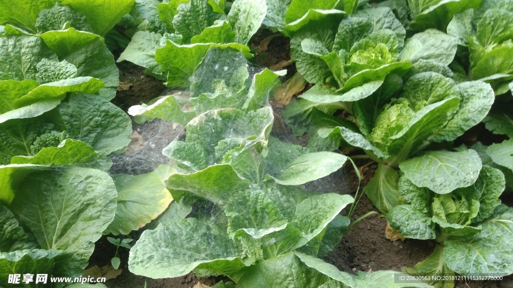 大叶白菜