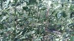红豇豆