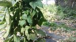 油豆角