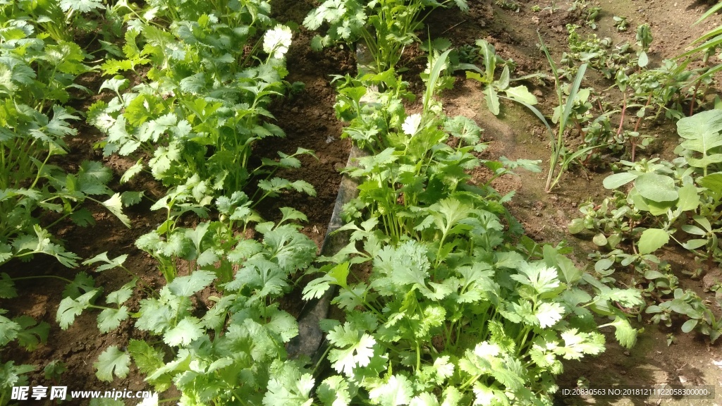 香菜