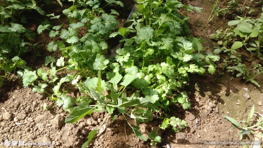香菜