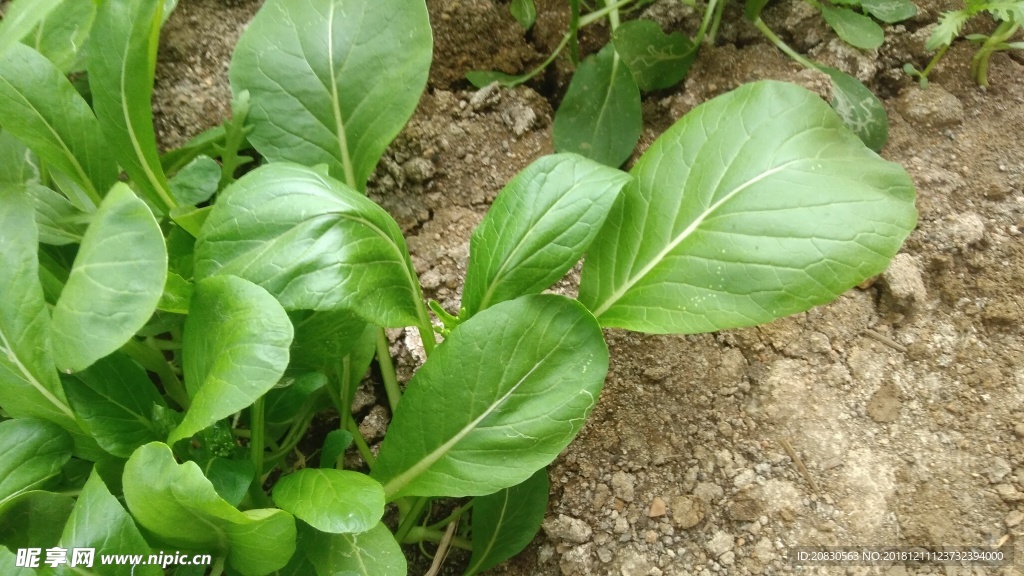 菜心