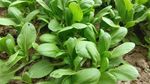 油菜