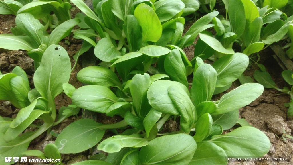 油菜