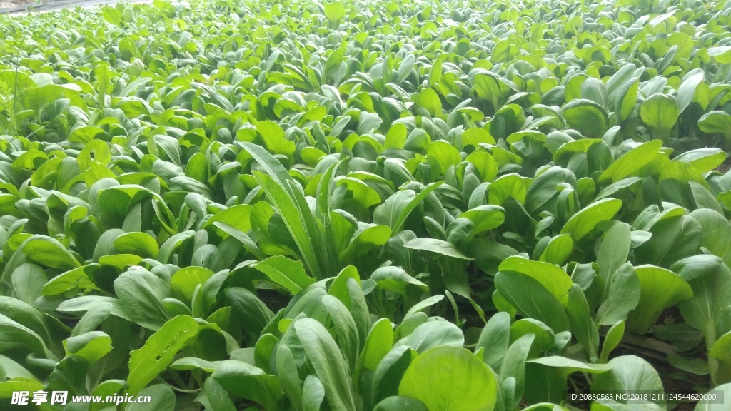 油菜