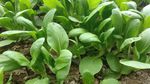 油菜