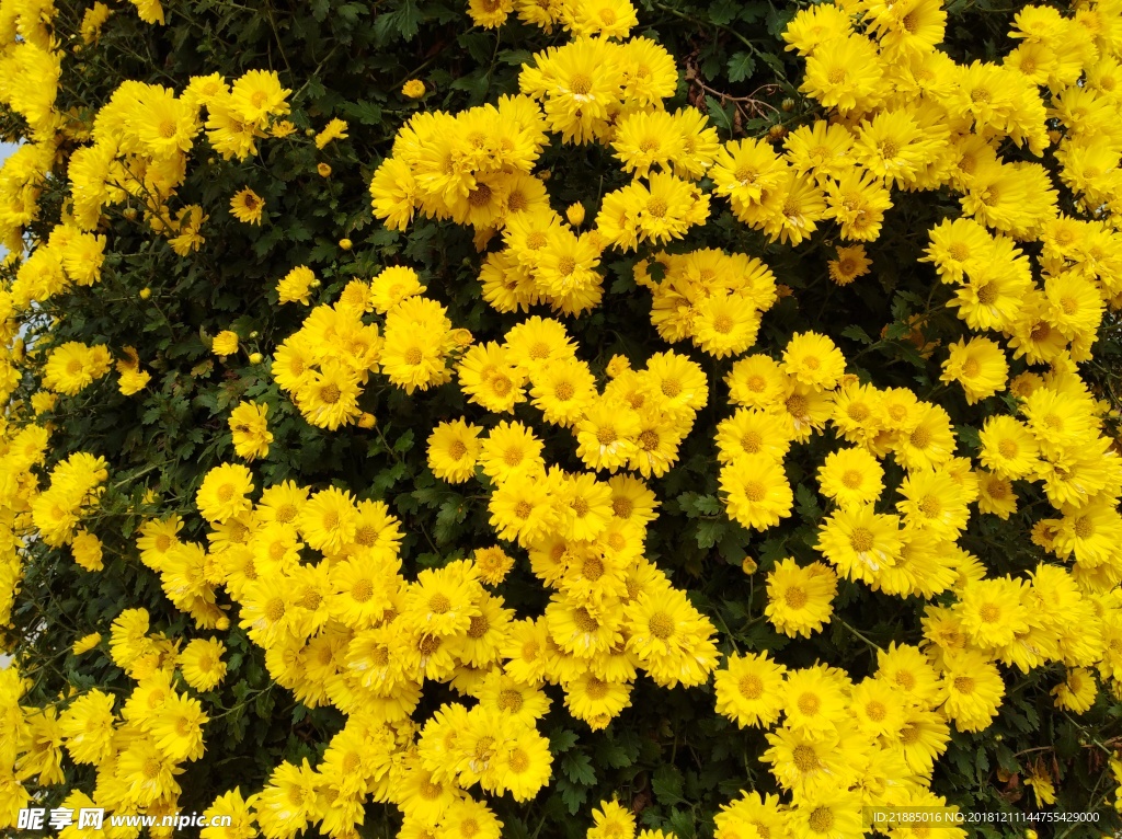 菊花