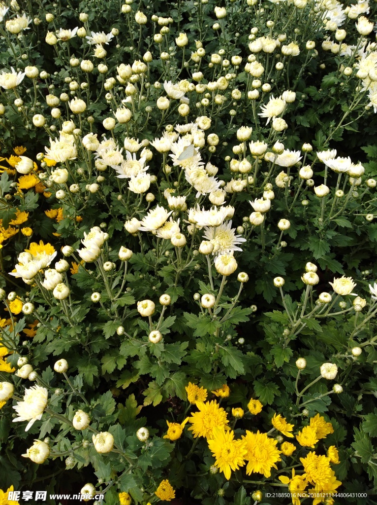 菊花