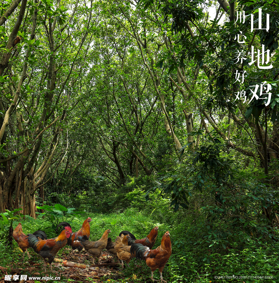 深林山地鸡