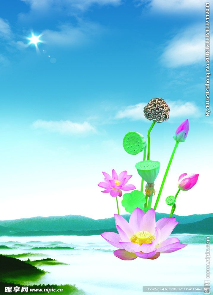 荷花