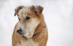 雪地里的狗