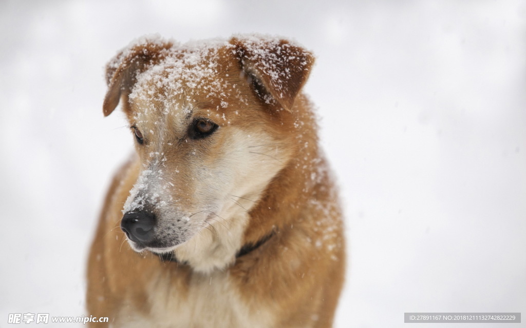 雪地里的狗