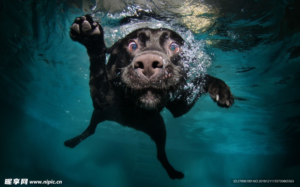会游泳的狗