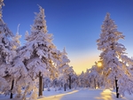 雪松