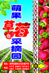 草莓采摘