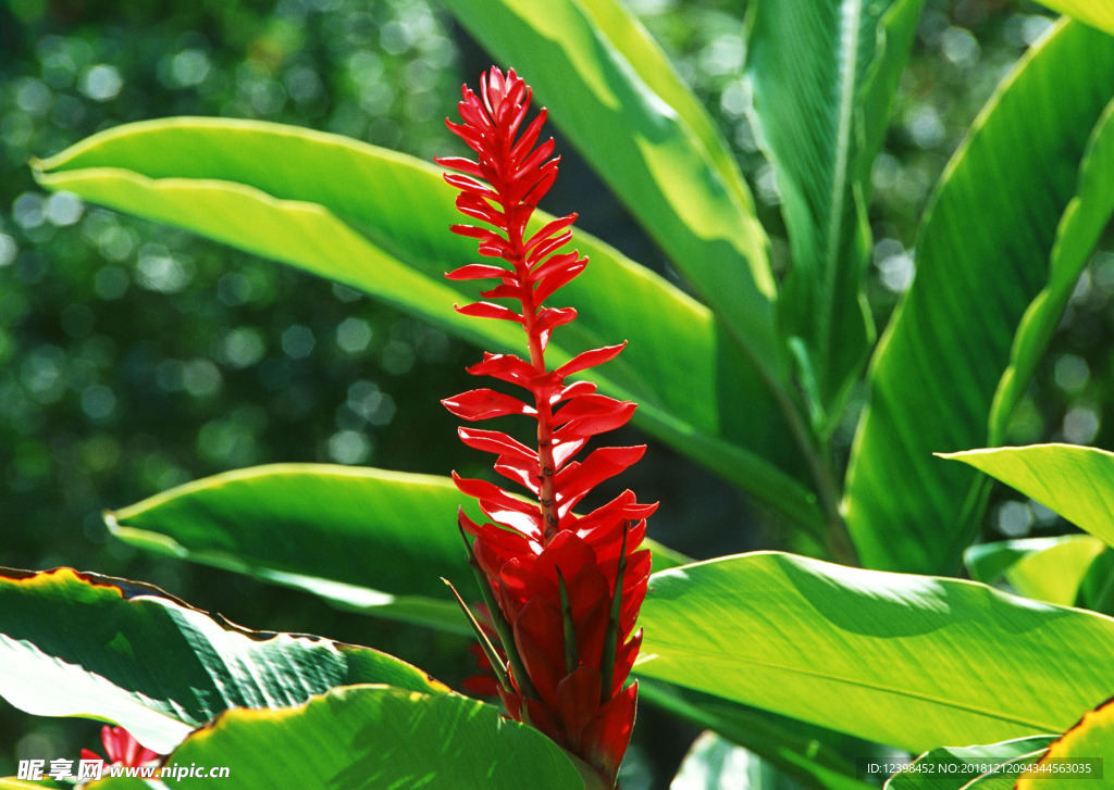 芭蕉花