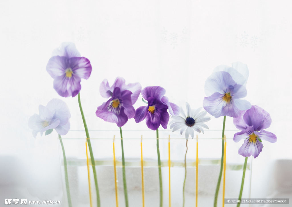 紫色水仙花