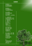 致橡树