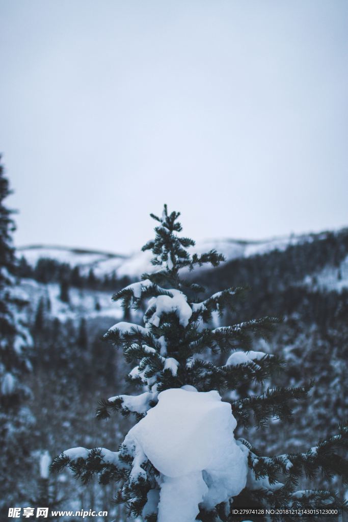 雪树