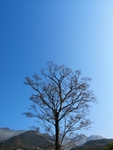 树