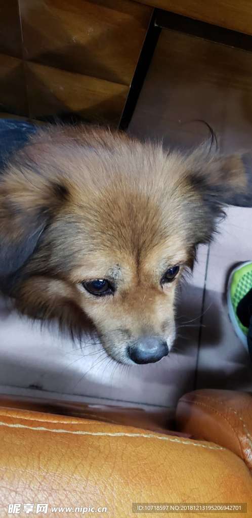 小狗