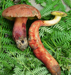 蘑菇菌类