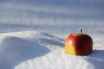雪地里的苹果