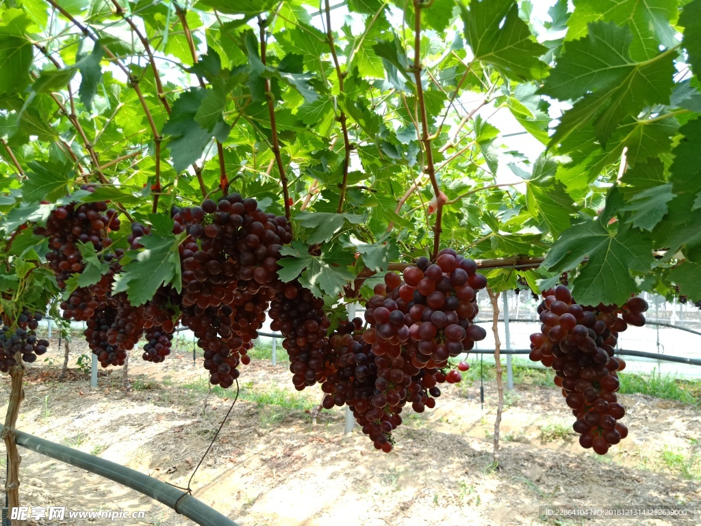 葡萄园 葡萄树 丰产树