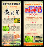 黄花菜展架