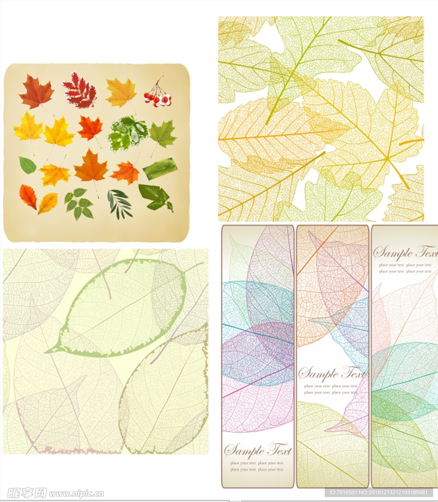 枫叶 透明叶子 矢量