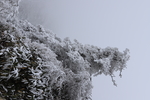 雪松