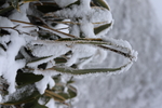 雪景特写