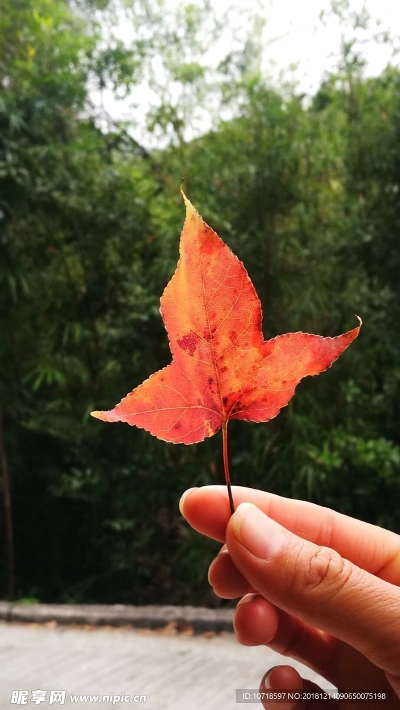 红树叶