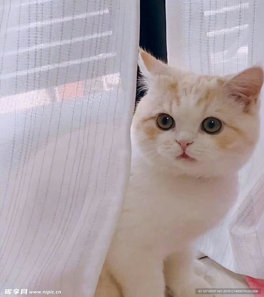 白色猫咪