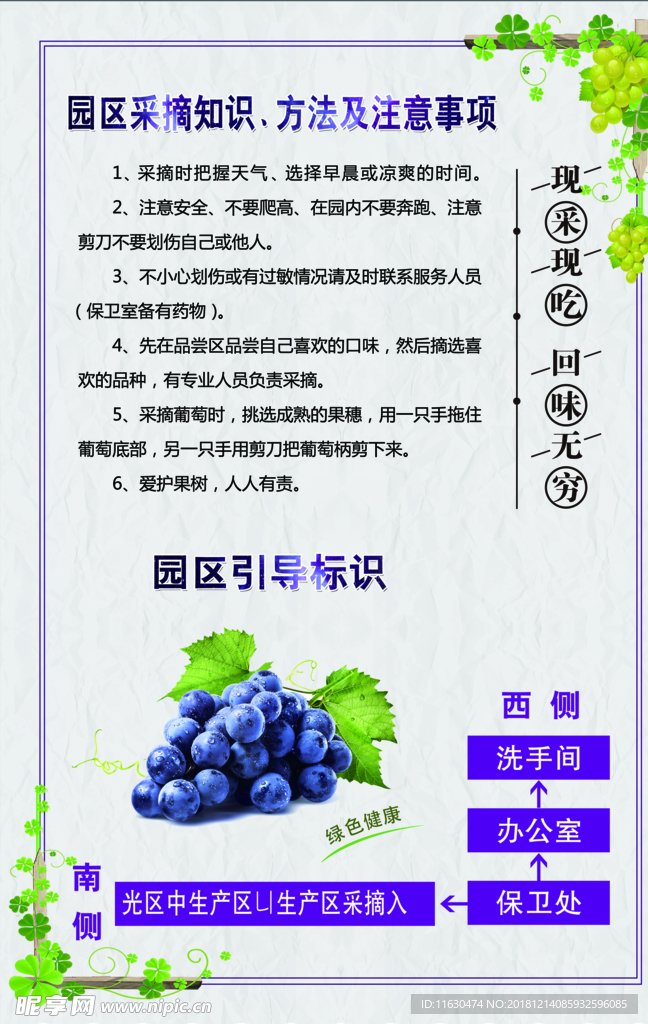 葡萄注意事项