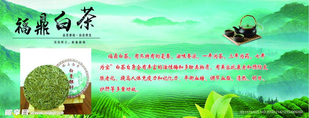 福鼎白茶