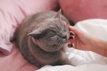 逗猫