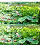 风景荷花流水视频AVI