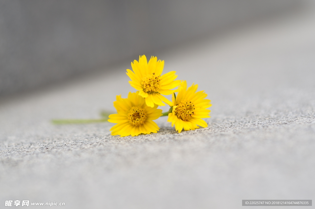 三朵小黄花