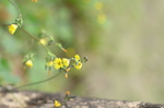 小黄花