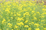 油菜花