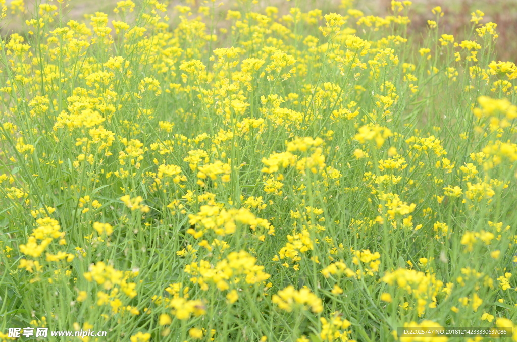 油菜花