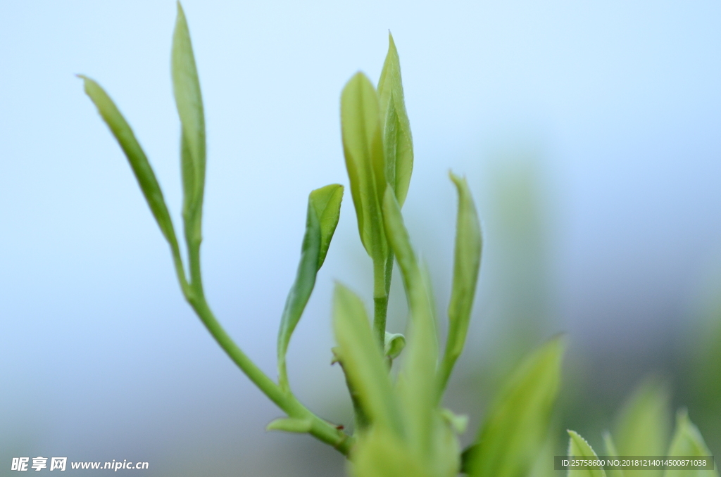 清明茶叶鲜嫩芽特写