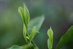 有机 茶叶娕芽