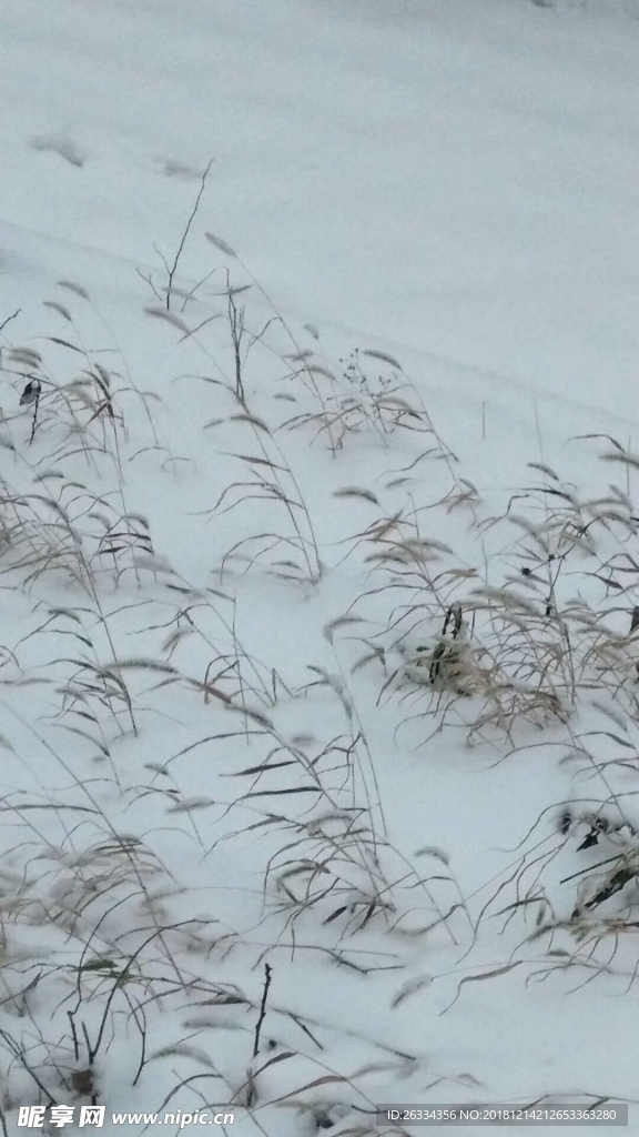 雪景