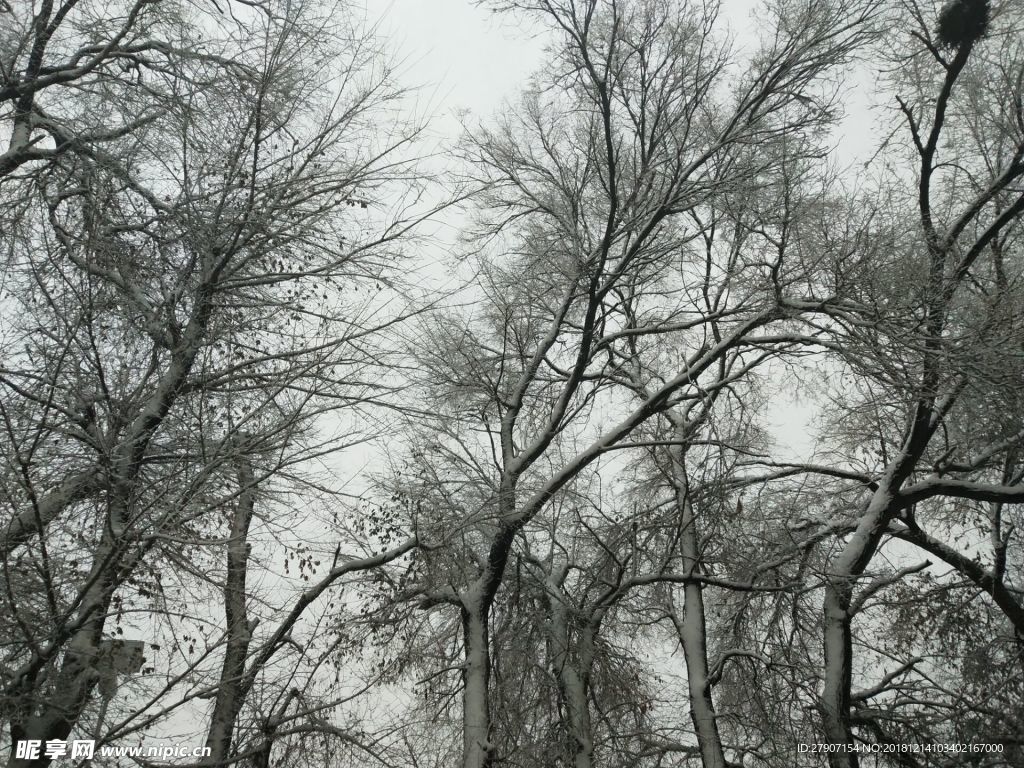 雪景