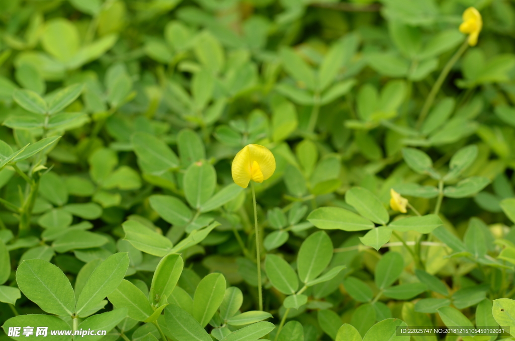 花生花