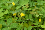 花生花