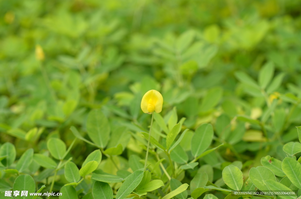 花生花