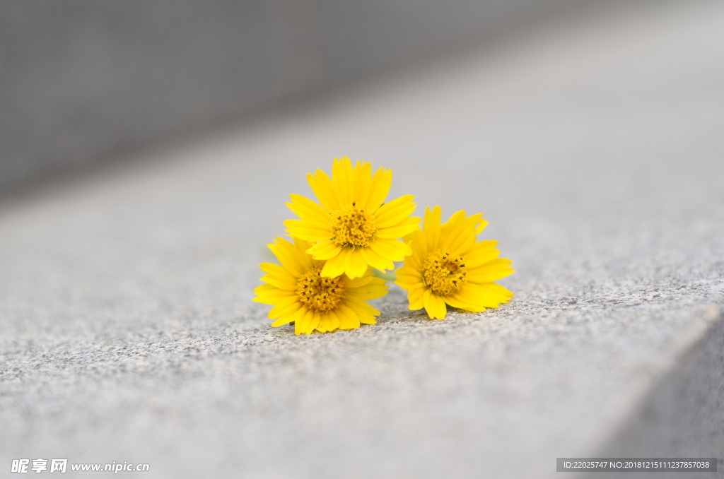 三朵小黄花